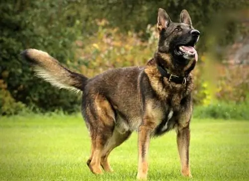 cão de pastor alemão de trabalho escuro sable