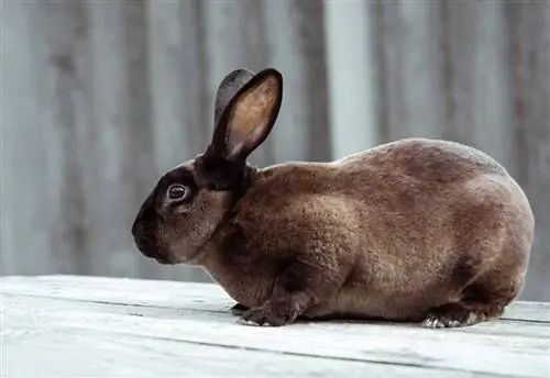 Brown Castor Rex Rabbit