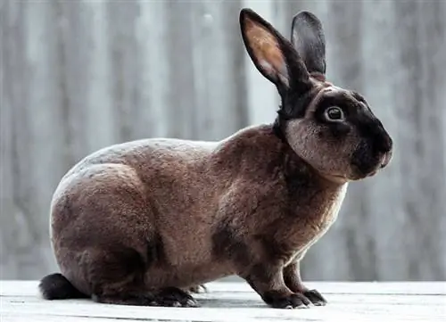 Castor Rex Rabbit: hoolitsus, temperament, elupaik & omadused (koos piltidega)