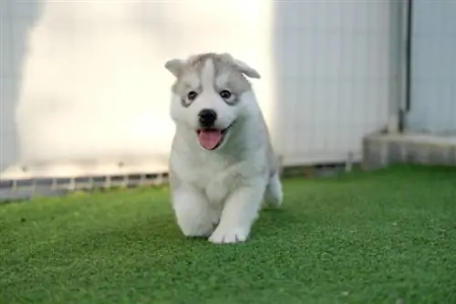 biały siberian husky szczeniak działa na trawie