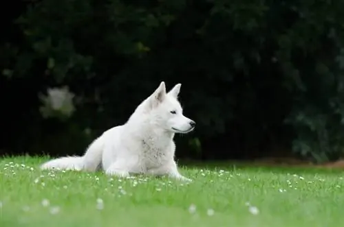 biely sibírsky husky ležiaci na tráve