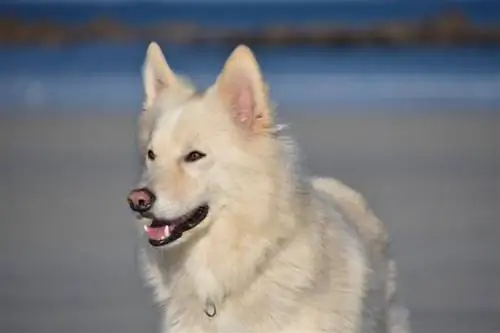 biały husky syberyjski na plaży