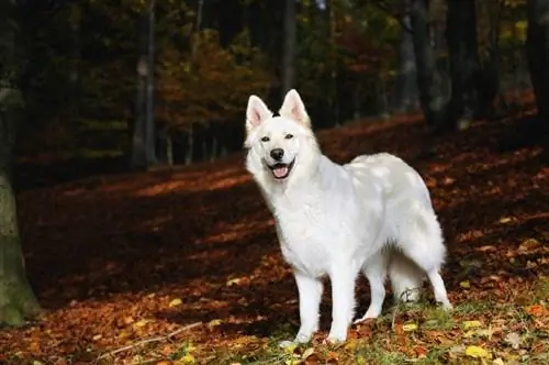 White German Shepherd: ข้อมูล รูปภาพ ลักษณะ & ข้อเท็จจริง