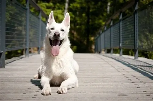 Hvid schæferhund på broen