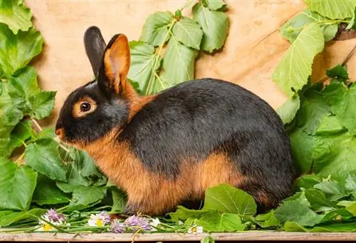 Tan Rabbit: îngrijire, temperament, habitat & Trăsături (cu imagini)