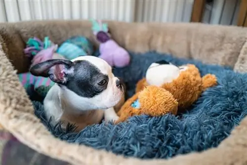 cucciolo di Boston terrier in una cassa con i giocattoli