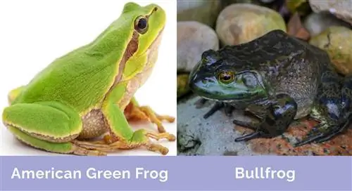 Green Frog vs Bullfrog magkatabi