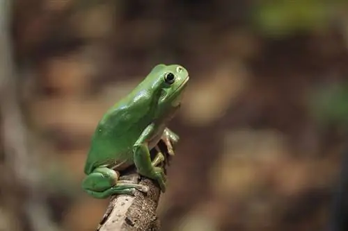 en grön lövgroda på en gren