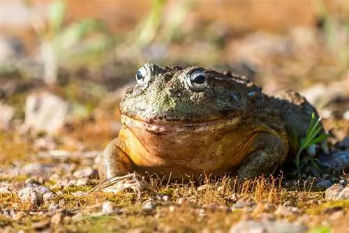 tus txiv neej loj heev african bullfrog los yog pixie frog sunbathing sab nraum zoov