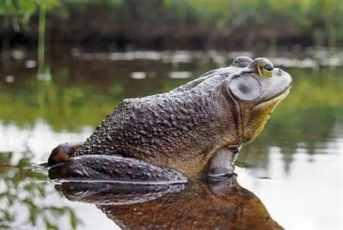 Bullfrog wa Amerika Kaskazini