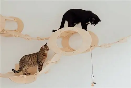 Katzen auf dem Spielplatz