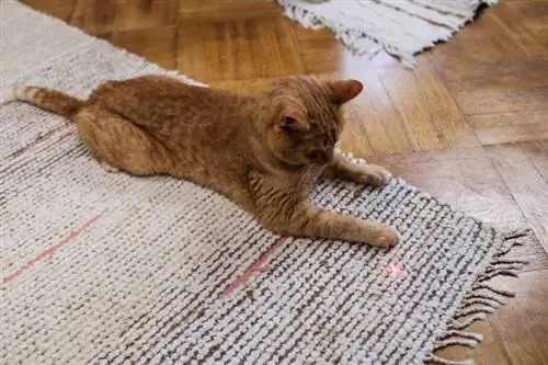 Orangefarbene Katze, die mit Laserpointer spielt