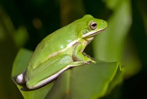 Grön groda vs Bullfrog: Vad är skillnaden? (Med bilder)