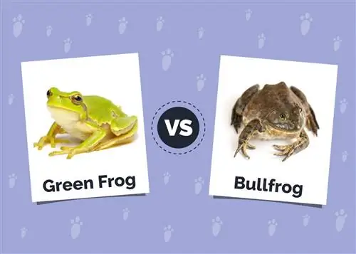 Vihreä sammakko vs Bullfrog