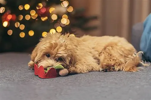 Noel ağacının yanındaki kanepede multipoo türünden küçük bir köpek oturuyor.