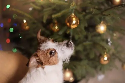 Como deixar uma árvore de Natal à prova de cães – 13 dicas eficazes & truques