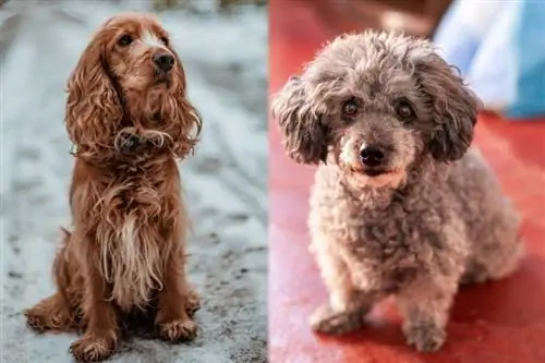 parent breed ng cockapoo mix - cocker spaniel at miniature poodle