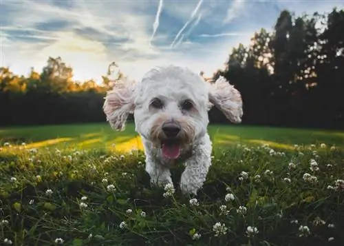 close up cockapoo putih dan coklat berjalan di atas rumput