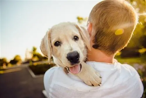 cachorrinho feliz com dono