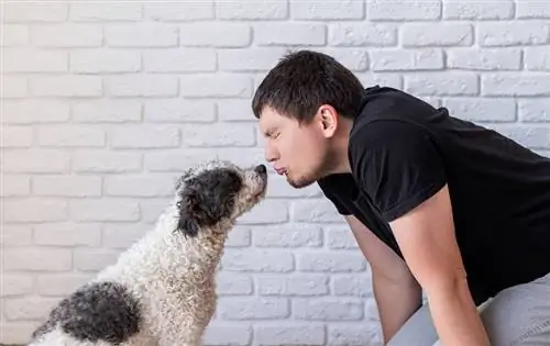 cachorro bichon frise cheirando o rosto do dono