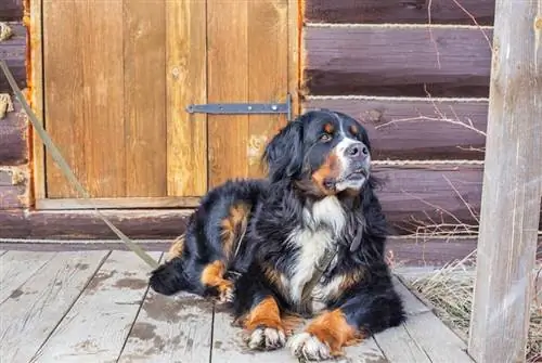 bernese mountain dog na coleira e deitado ao ar livre