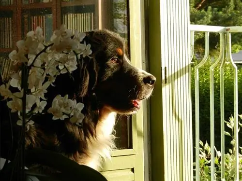 Berner Sennenhund beobachtet draußen hinter einem Tor