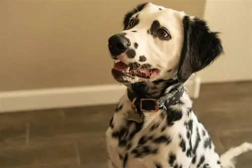 Dalmata dai capelli lunghi seduto sul pavimento