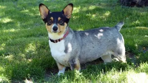 Corgi govedarski pas (Australski govedarski pas & Corgi Mix): informacije, slike, činjenice