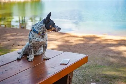 cowboy corgi