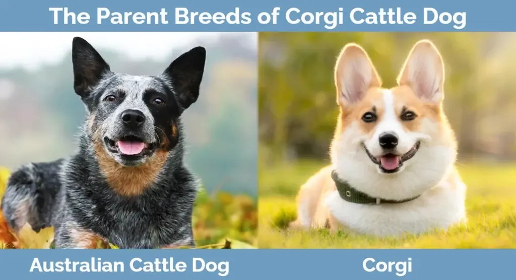 Forældreracerne af Corgi Cattle Dog