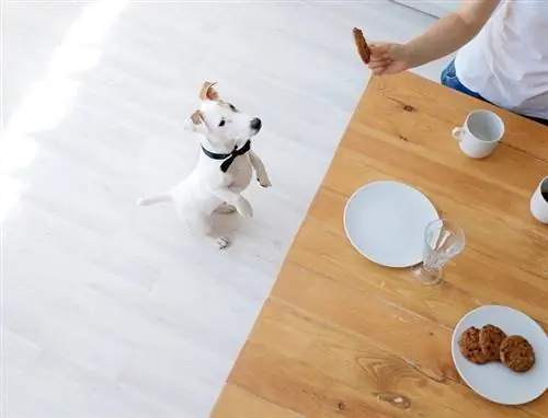 Chien veut manger des biscuits à l'avoine_shutterstock_Olesia8383