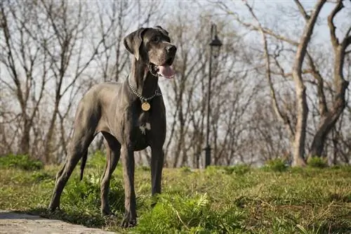 Deutsche Dogge im Wald