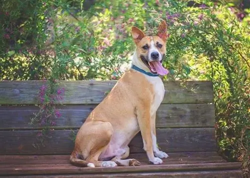 Mischung aus Deutsche Dogge und Basenji