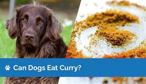 Dogs noj Curry? Cov Lus Qhia Txog Kev Noj Qab Haus Huv & Cov Lus Qhia Txog Kev Nyab Xeeb