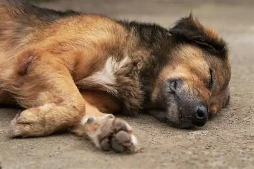 Perro triste cierra los ojos como un perro moribundo como un envenenado_pinandika anindya guna_shutterstock