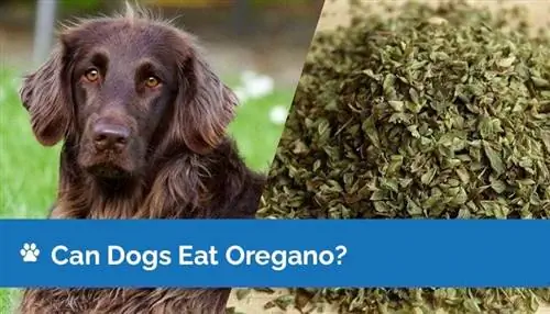 Kunnen honden oregano eten? Gezondheidsfeiten & Veelgestelde vragen