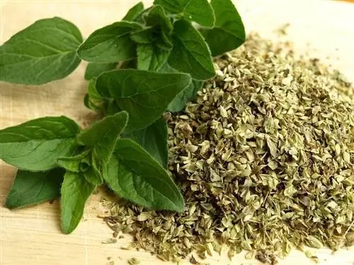 Verse en gedroogde oregano