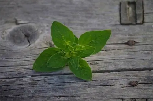 Oregano yarpağı