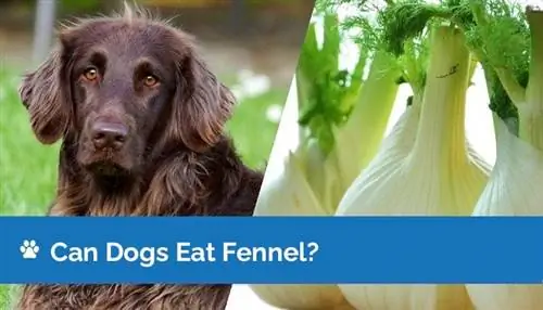 I cani possono mangiare il finocchio? Informazioni sulla salute & Domande frequenti sulla sicurezza