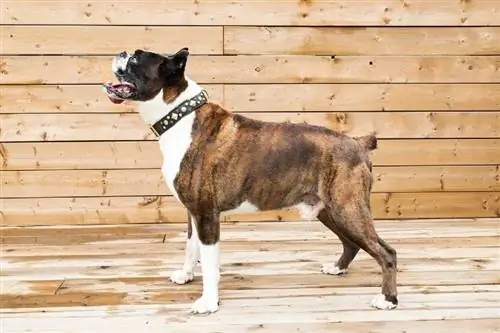 Boxer debout sur le patio