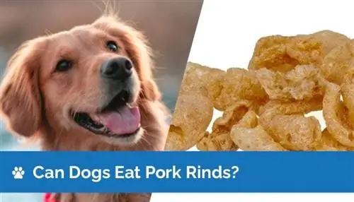 Dürfen Hunde Schweineschwarten essen? Gesundheitsfakten & FAQ