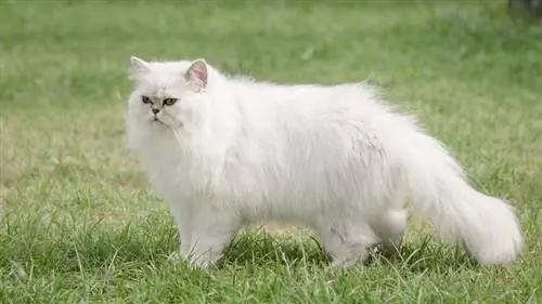 chat persan blanc marchant sur l'herbe