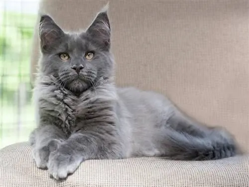 kucing maine coon asap biru berbaring di atas sofa