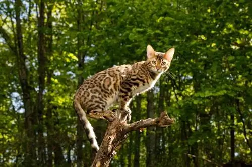 Chat bengal chasse en plein air