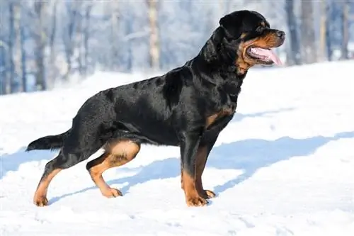 Rottweiler di 9 mesi