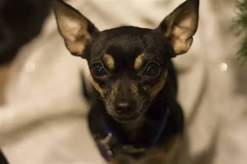 mini chihuahua