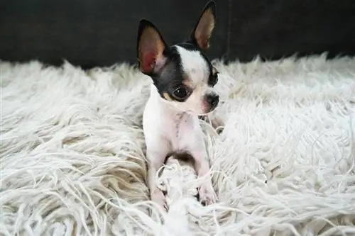 Lille chihuahua