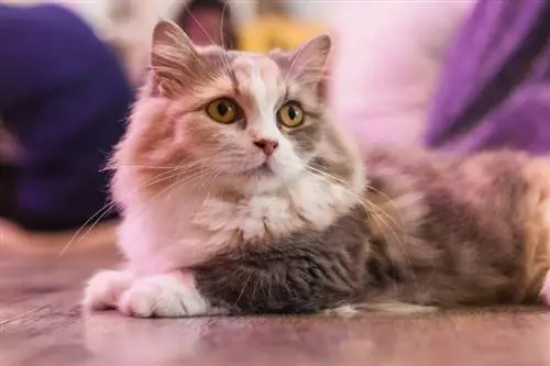 Seberapa Besar Kucing Munchkin Saya? Kapan Mereka Berhenti Tumbuh?