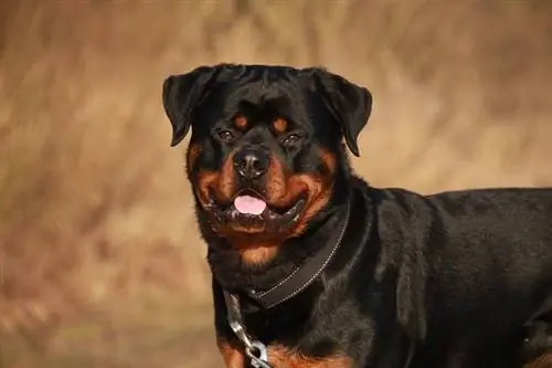 Rottweiler