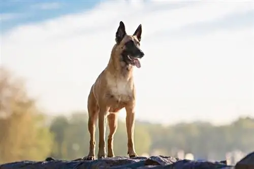 Malinois belg